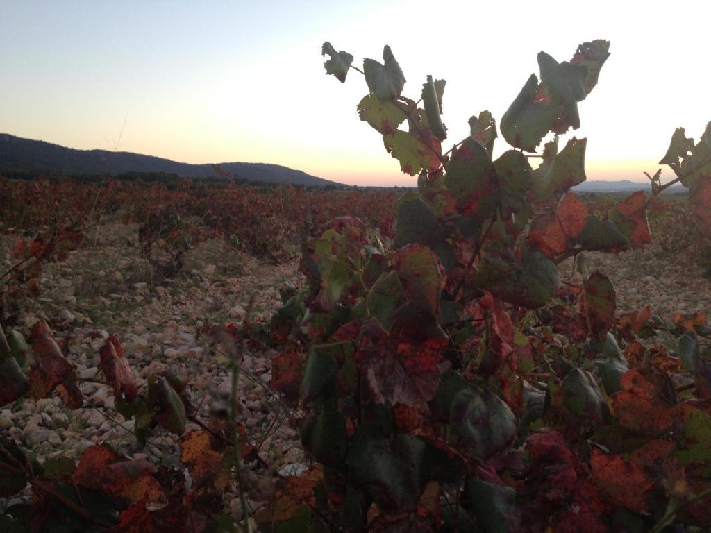 ホテルLa Bodega Casa Rural Mogente エクステリア 写真